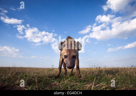 Spotted hyena (Crocuta crocuta) avvicinamento curiosità. Masai Mara riserva nazionale del Kenya. Presa remote ampio angolo fotocamera. Foto Stock