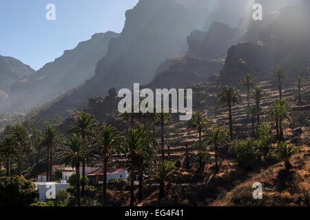 Isola Canarie palme da dattero (Phoenix canariensis), campi terrazzati, Valle Gran Rey, La Gomera, isole Canarie, Spagna Foto Stock