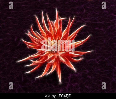 Abstract fractal red Fiore Dahlia wallpaper sullo sfondo viola Foto Stock