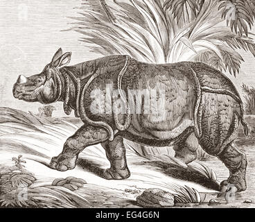 Il rinoceronte indiano, aka il superiore di un corno di rinoceronte indiano e un corno di rinoceronte. Rhinoceros Unicornis. Da Penny, rivista pubblicata 1834. Foto Stock