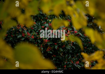 In autunno (caduta) foglie in Primrose Hill Park, Londra, Inghilterra Foto Stock