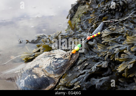 Morto il pesce piatto preso su un scartato la lenza e lavato fino sulla costa della baia di Morecambe situata vicino a Silverdale, LANCASHIRE REGNO UNITO Foto Stock