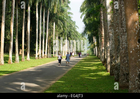 Cavolo palm avenue, giardino botanico vicino a Kandy, Sri Lanka Foto Stock