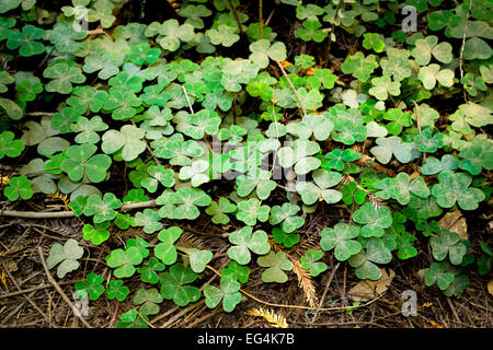 Zona del trifoglio Foto Stock