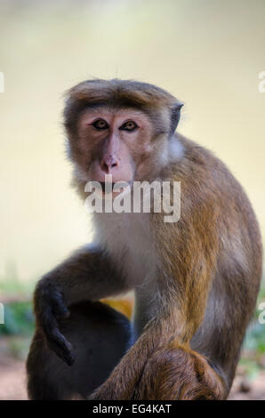 Cofano Macaque, Royal Botanical Garden, Kandy, Sri Lanka Foto Stock