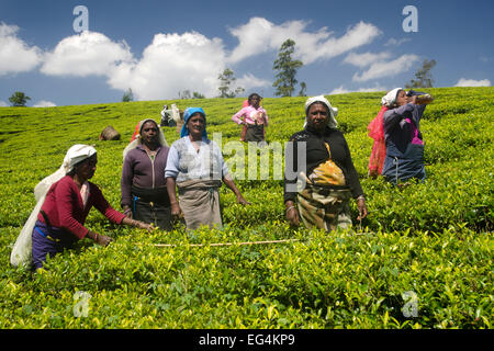 Il tè pluckers sul Pedro station wagon, Sri Lanka Foto Stock