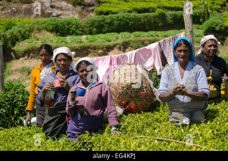 Il tè pluckers sul Pedro station wagon, Sri Lanka Foto Stock