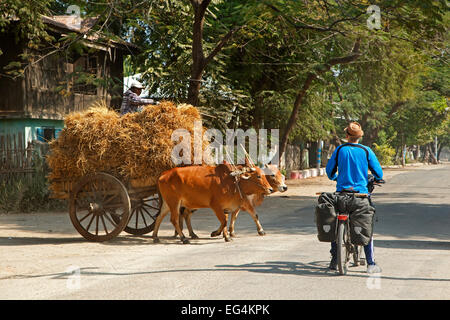 Turismo occidentale in attesa per il carrello caricato con fieno tirato da due zebu / Brahman buoi per attraversare la strada in Myanmar / Birmania Foto Stock