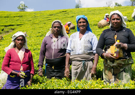 Il tè pluckers sul Pedro station wagon, Sri Lanka Foto Stock