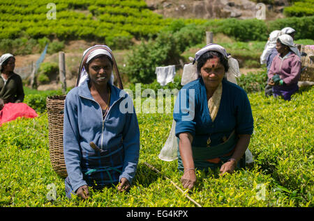 Il tè pluckers sul Pedro station wagon, Sri Lanka Foto Stock