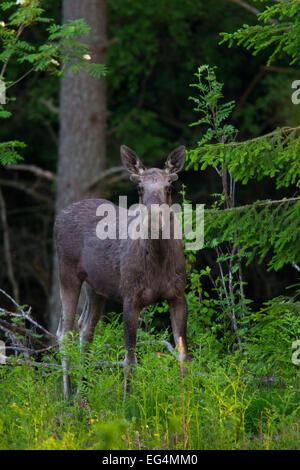 Alci (Alces alces) toro giovane con corna coperta in velluto in pineta in estate, Scandinavia Foto Stock