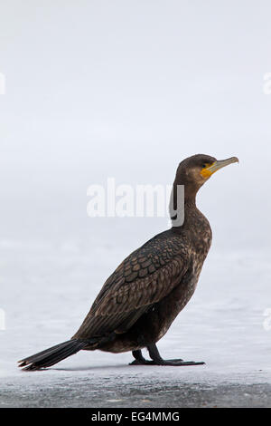 Grande cormorano nero (Phalacrocorax carbo) capretti in piedi sul ghiaccio del laghetto congelato in inverno Foto Stock