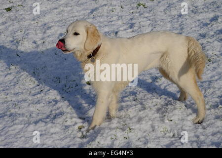 Puppy retriever nella neve. Foto Stock