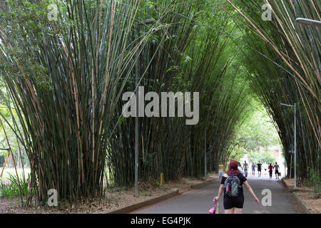 San Paolo, Brasile. 16 febbraio 2015. I visitatori sono visti nella passerella di bambù in questo pomeriggio di lunedì al Parco Ibirapuera durante le vacanze di Carnevale a Sao Paulo, Brasile. Credit: Andre M. Chang/Alamy Live News Foto Stock