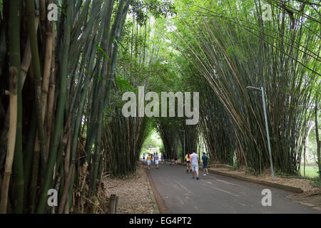 San Paolo, Brasile. 16 febbraio 2015. I visitatori sono visti nella passerella di bambù in questo pomeriggio di lunedì al Parco Ibirapuera durante le vacanze di Carnevale a Sao Paulo, Brasile. Credit: Andre M. Chang/Alamy Live News Foto Stock