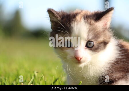 Carino gattino esplorando l'erba un caldo giorno d'estate in Svezia Foto Stock