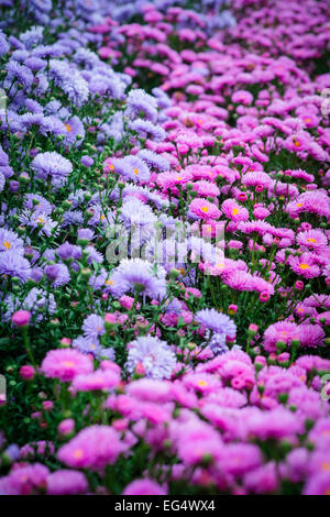 Confine di viola e rosa aestri a waterperry gardens Foto Stock