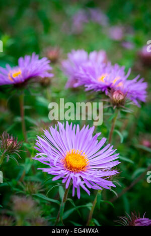 Purple aster fiori nel giardino Foto Stock