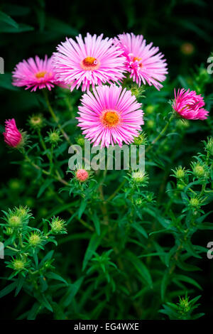 Aster rosa fiori nel giardino Foto Stock