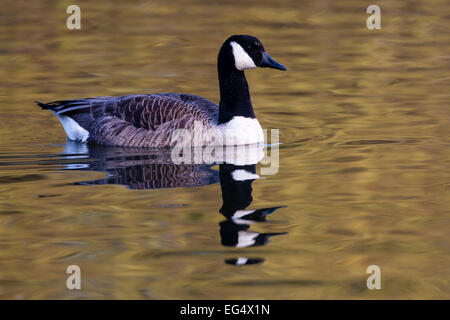Canada goose (Branta canadensis) nuota in acqua calma Foto Stock