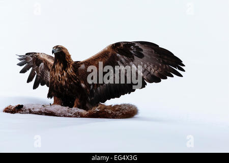 Aquila reale (Aquila chrysaetos) su un rosso volpe (Vulpes vulpes) carcassa; Kuusamo Finlandia Foto Stock