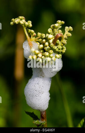 Il cuculo spit (Philaenus spumarius) su wild carota (Daucus carota) Isole Orcadi Scozia UK Foto Stock