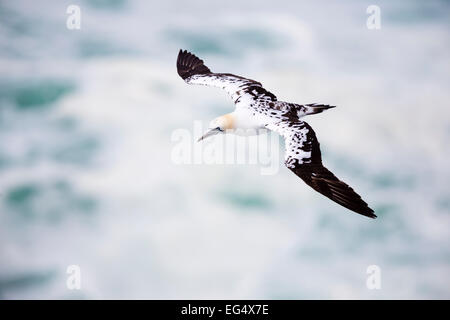 Gannett (Sula bassana) in volo ; Isole Orcadi Scozia UK Foto Stock