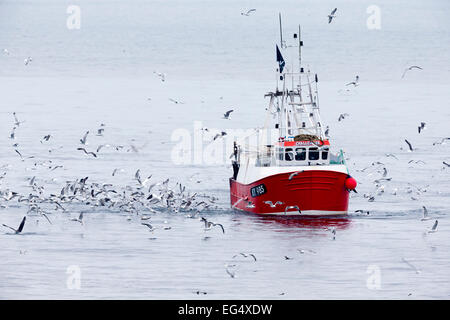 Uccelli di mare seguire un peschereccio da traino per nutrirsi di scarti di pesce; Isola di maggio Scotland Regno Unito Foto Stock