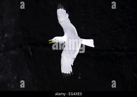 Kittiwake (Rissa tridactyla) in volo; Isola di maggio la Scozia Foto Stock