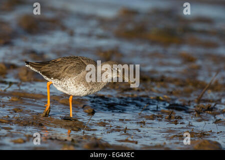 (Redshank Tringa totanus) alimentazione in un porto fangoso; Norfolk Inghilterra Foto Stock