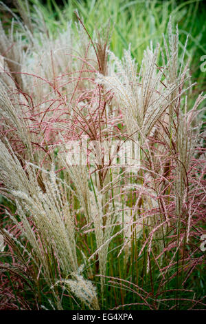 Varietà di lunghe erbe ornamentali in bordo del giardino Foto Stock