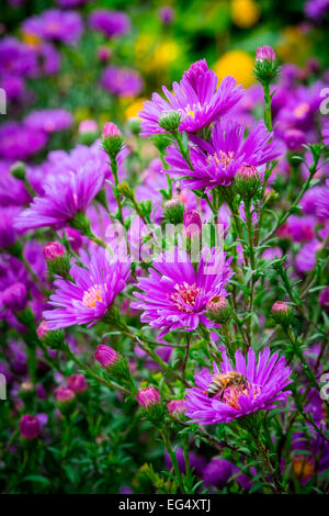 Ape su viola michaelmas daisy flower Foto Stock