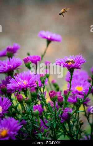 Close up di api su viola michaelmas fiori a margherita Foto Stock