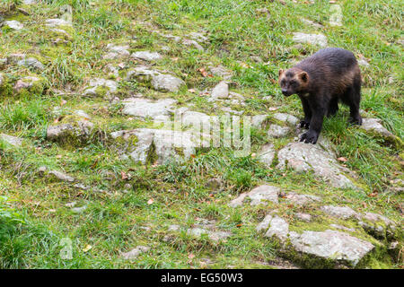 Wolverine, gulo gulo, seduti su un prato chiamato anche ghiottone carcajou, skunk orso, o quickhatch Foto Stock
