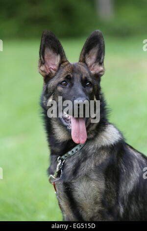 Femmina/Alsation pastore tedesco Dog sitter. Tess è un nero sable vivere a Sydney, Australia. Foto Stock