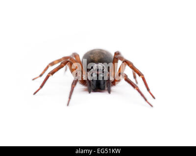 Un ragno woodlouse (dysdera crocata) Foto Stock