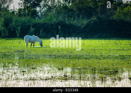 Cheval camarguais dans un étang au Ste Marie de la mer Camargue Francia 13 Foto Stock