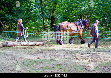 Cavallo essendo utilizzato per estrarre i registri Foto Stock