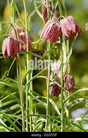 Snake head fritillary Fritillaria meleagris Foto Stock