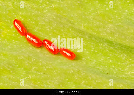 Scarlet lily beetle Lilioceris lilii uova Foto Stock