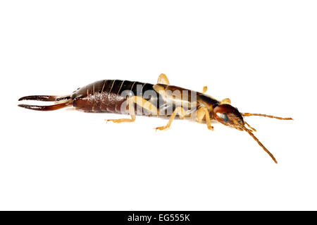 Extreme close up di comune Earwig Forficula auricularia focus impilati tutti gli insetti è messa a fuoco Foto Stock