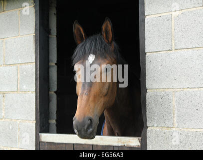 Un bel cavallo guardando fuori di una porta stabile. Foto Stock