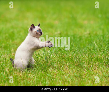 Carino giocoso siamese Gattino sull'erba Foto Stock