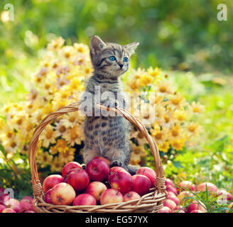 Piccolo gattino in un cestello con le mele rosse Foto Stock