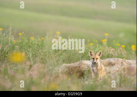 Una volpe rossa pup vicino alla sua foxhole. Foto Stock