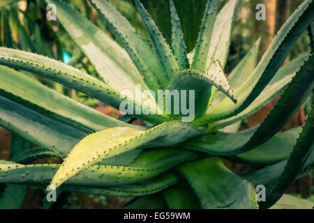Cresciuto naturalmente Aloe Vera pianta con thorn pungenti foglie. Foto Stock