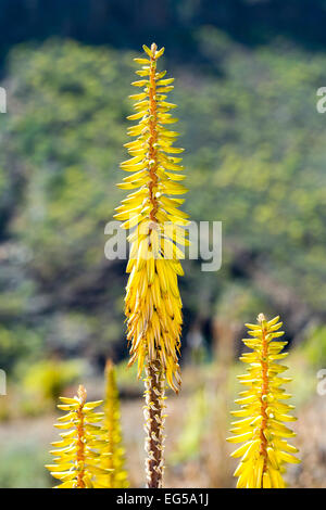 Aloe (Aloe vera), Gran Canaria Isole Canarie Spagna Foto Stock