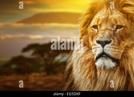 Lion ritratto sulla savana paesaggio di sfondo e il Monte Kilimanjaro al tramonto Foto Stock