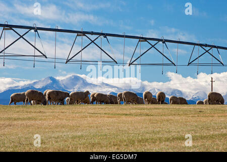 Ft. Collins Colorado - pecore pascolano al di sotto di impianti di irrigazione in un ranch vicino alle cime innevate delle Montagne Rocciose. Foto Stock