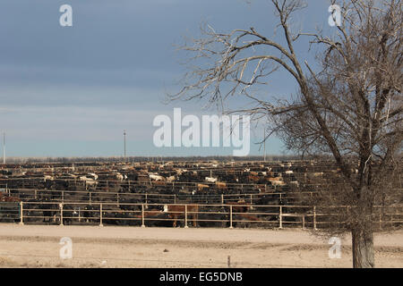 Kersey, Colorado - di un allevamento bovino feedlot azionato da JBS cinque fiumi alimentazione bestiame. Questo feedlot ha una capacità di 98.000 capi di bestiame. Foto Stock